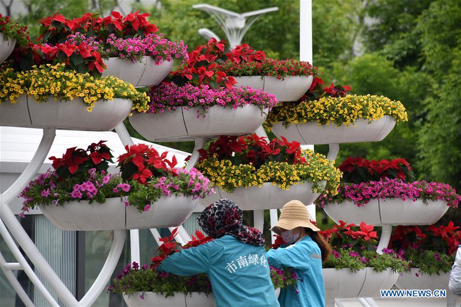 Blooming Flowers Add Charm to Coastal City Qingdao